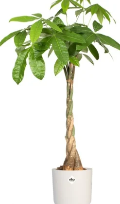 Elho bloempot B. for soft wit D 13,8 H 12,5 cm