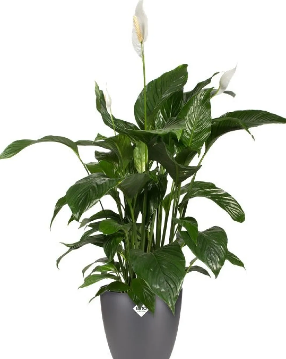 Elho bloempot Brussels antraciet D 22 H 20,6 cm