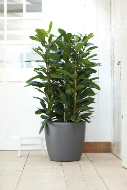 Elho bloempot Brussels antraciet D 39 H 36,5 cm