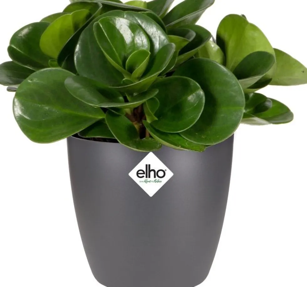 Elho bloempot Brussels antraciet D 13 H 11,5 cm