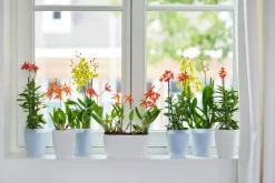 Elho bloempot Brussels orchidee wit 24,8 x 13,4 x 12 cm