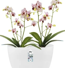 Elho bloempot Brussels orchidee wit 24,8 x 13,4 x 12 cm