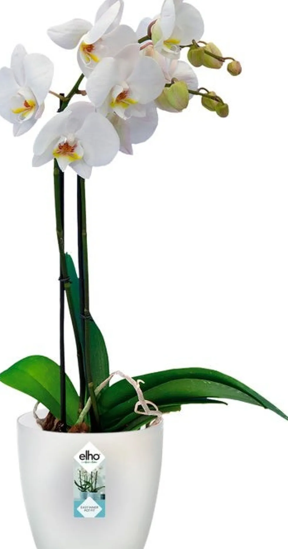 Elho bloempot Brussels orchidee transparant D 16 H 14,6 cm