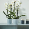 Elho bloempot Brussels orchidee transparant D 13 H 11,5 cm