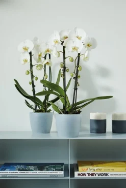 Elho bloempot Brussels orchidee transparant D 13 H 11,5 cm