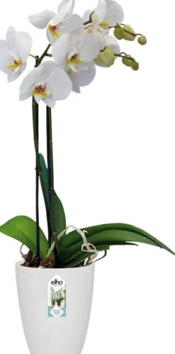 Elho bloempot Brussels orchidee wit D 12,5 H 15,5 cm
