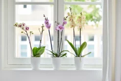 Elho bloempot Brussels orchidee wit D 12,5 H 15,5 cm