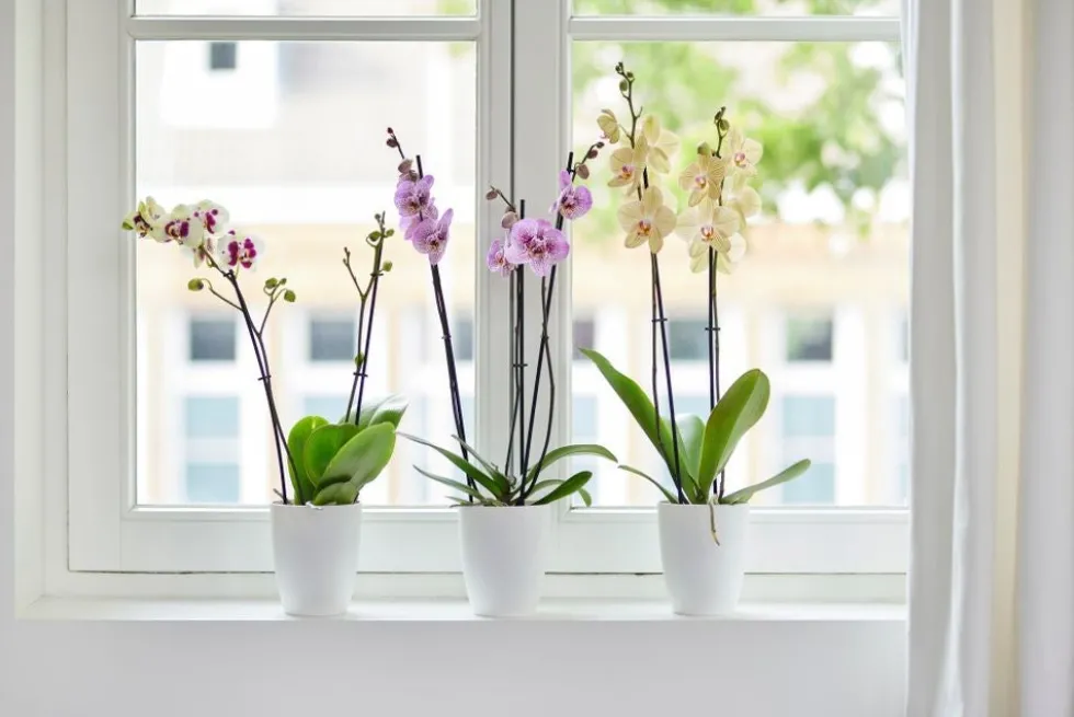 Elho bloempot Brussels orchidee wit D 12,5 H 15,5 cm