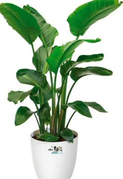 Elho bloempot Brussels wit D 35 H 33 cm