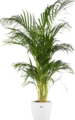 Elho bloempot Brussels wit D 22 H 20,6 cm