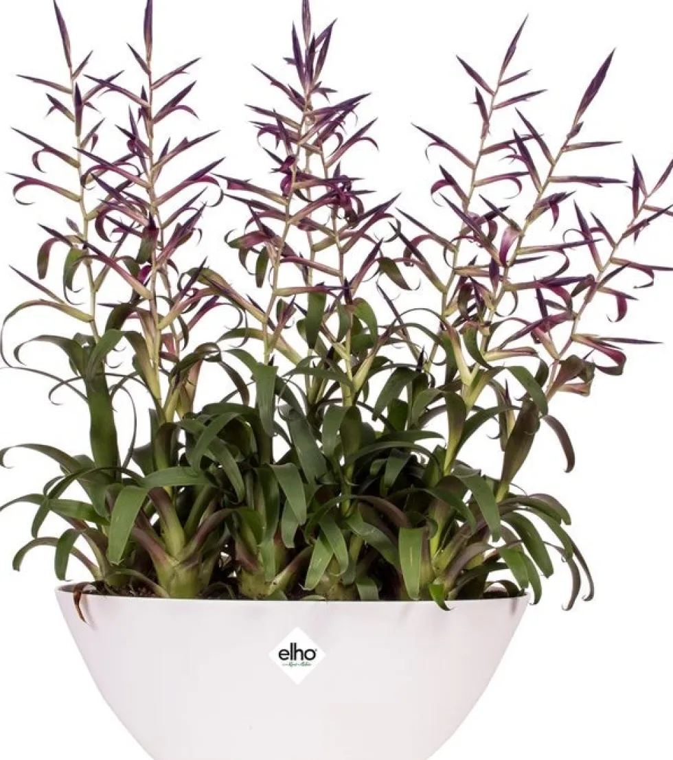 Elho bloempot Brussels wit 36 x 16 x 13,1 cm