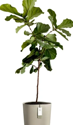 Elho bloempot Eden Aquacare taupe 40 x 40 x 35 cm
