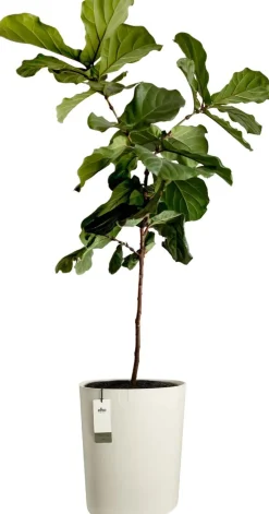 Elho bloempot Eden Aquacare wit 39 x 39 x 50 cm