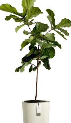 Elho bloempot Eden Aquacare wit 40 x 40 x 35 cm