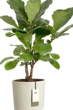Elho bloempot Eden wit 28 x 30 x 28 cm