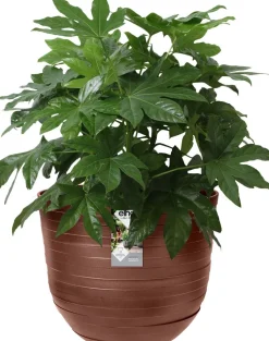 Elho bloempot Fuente bruin D 30 H 24 cm