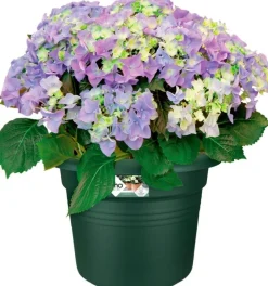 Elho bloempot Green Basics groen D 38,8 H 30 cm