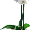 Elho bloempot Green Basics transparant D 15 H 13,9 cm