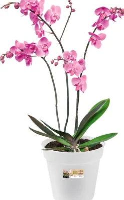 Elho bloempot Green Basics transparant D 17 H 15,8 cm