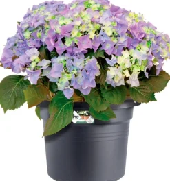 Elho bloempot Green Basics zwart D 38,8 H 30 cm