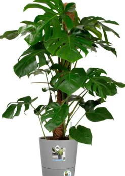 Elho bloempot Greensense Aqua Care grijs D 29,5 H 29,1 cm