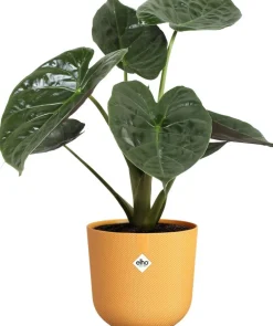 Elho bloempot Jazz geel D 23,1 H 21,5 cm