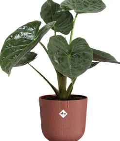Elho bloempot Jazz rood D 26 H 24,2 cm