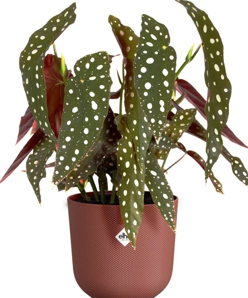 Elho bloempot Jazz rood D 14,2 H 13,1 cm
