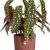 Elho bloempot Jazz rood D 18,9 H 17,6 cm