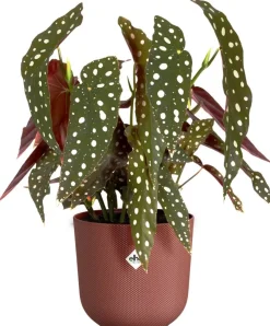 Elho bloempot Jazz rood D 18,9 H 17,6 cm
