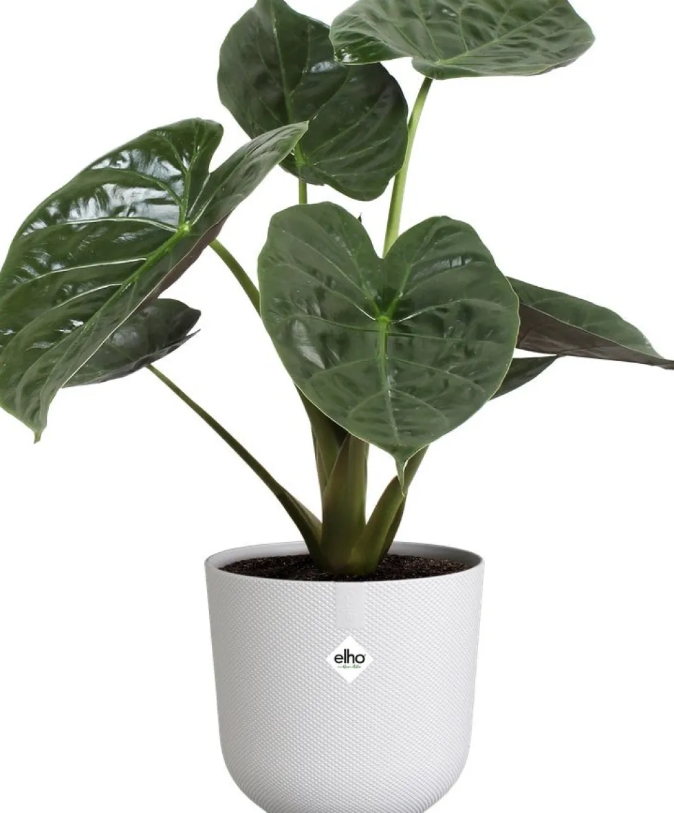 Elho bloempot Jazz wit D 26 H 24,2 cm