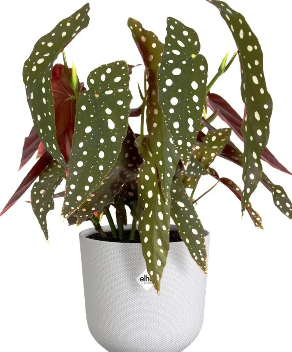 Elho bloempot Jazz wit D 16,5 H 15,3 cm