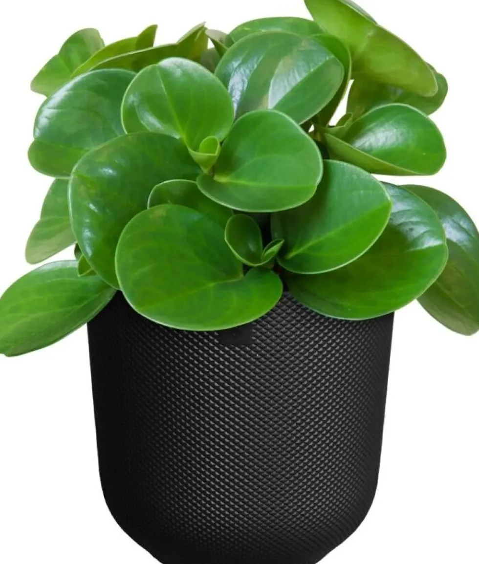 Elho bloempot Jazz zwart D 23,1 H 21,5 cm
