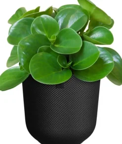 Elho bloempot Jazz zwart D 18,9 H 17,6 cm