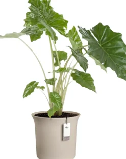 Elho bloempot June Tulip beige D 47 H 43 cm