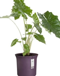 Elho bloempot June Tulip paars D 47 H 43 cm