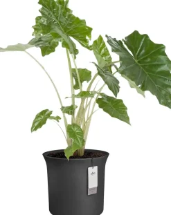 Elho bloempot June Tulip zwart D 47 H 43 cm
