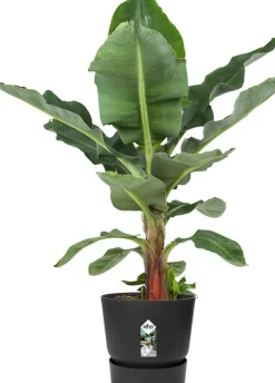 Elho bloempot met waterreservoir Greenville zwart D 50 H 55 cm