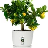 Elho bloempot met waterreservoir Greenville wit D 24,5 H 23,3 cm