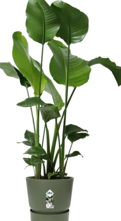 Elho bloempot met waterreservoir Greenville groen D 29,5 H 27,8 cm