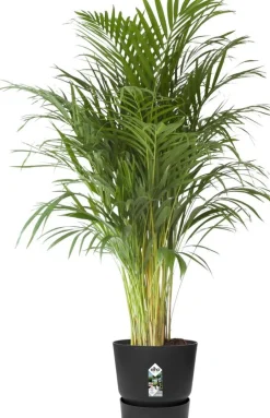 Elho bloempot met waterreservoir Greenville zwart D 39 H 36,8 cm