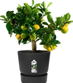 Elho bloempot met waterreservoir Greenville zwart D 29,5 H 27,8 cm