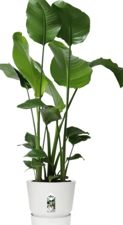 Elho bloempot met waterreservoir Greenville wit D 29,5 H 27,8 cm