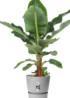 Elho bloempot met waterreservoir Greenville grijs D 39 H 36,8 cm