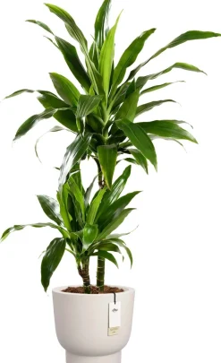 Elho bloempot op voet Amber Grail wit D 30 H 28 cm