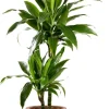 Elho bloempot op voet Amber Grail bruin D 30 H 28 cm