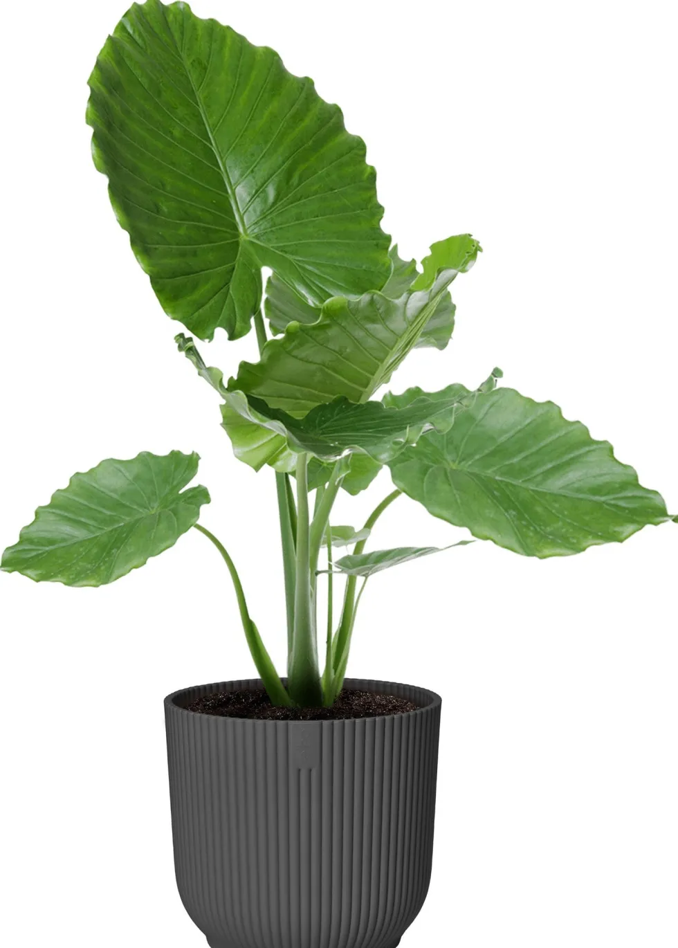 Elho bloempot Vibes antraciet D 34,9 H 32,4 cm