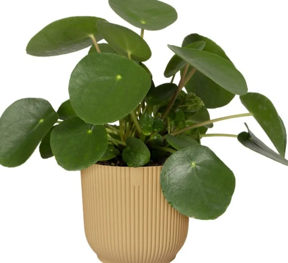 Elho bloempot Vibes geel D 16,1 H 14,8 cm