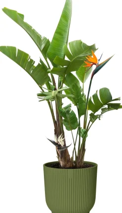 Elho bloempot Vibes groen D 18,35 H 16,8 cm
