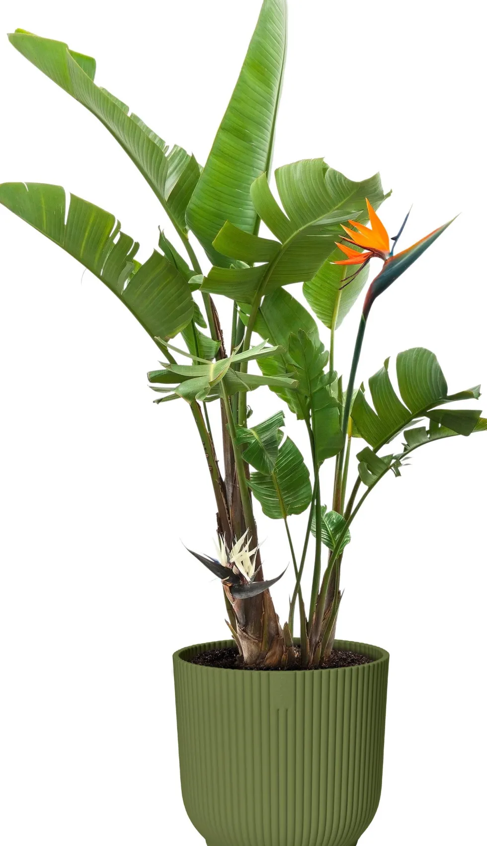 Elho bloempot Vibes groen D 25 H 23 cm